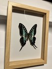 Real Dried Insect butterfly moth frames  B2459  Framed Blue Graphium Antheus 