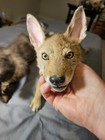 Cody  The Adorable Small Coyote Pup Softmount- Only The Coyote Pup For Sale   