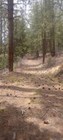 30 Rocky Mountain Colorado Ponderosa Pine Cones 3  To 4  Size