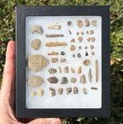 Pawpaw Formation Fossils Collection Teeth Fish Jaws Ammonites Crab Pieces Etc