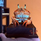 Crab Specimen Real Ranina Ranina  Museum-quality Taxidermy   Display Box