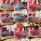 Premium Male Flowerhorn F3 Fish Pnpv High Quality - Random Pick - Fast Shipping