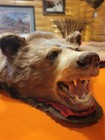  Black Bear Rug  Vintage Beautiful   51 Inches Arm To Arm 