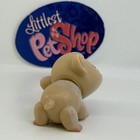 Guinea Pig  288 - Authentic Littlest Pet Shop - Hasbro Lps