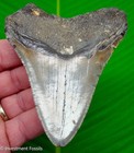 Megalodon Shark Tooth  Real Fossil - 3 95     Sharks Teeth  Serrated