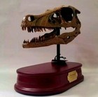 Life-size Velociraptor Dinosaur Skull Model Replica Fossil Display     Resin 