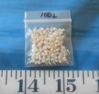   Baby Whelk Shells   100    White ivory   Shellcraft   Sailor s Valentines  