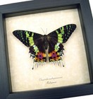 Real Sunset Moth Urania Rhipheus Resting Framed Taxidermy Display