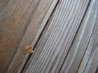 Vintage  8 X 1 1 2  Solid Brass Slotted Flat-head Wood Screw Lot Of 2 Usa