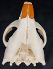 Real Beaver Skull - Castor Canadensis - Generic Listing - American Sourced