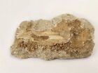 Odontopteryx Toothed Bird Bone Fossil - Ouled Abdoun Basin - Oued Zem  Morocco 