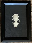 Genuine Mink Skull Frame  Taxidermy Wall Art  Oddity Frame  Animal Bone Decor