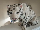 Living Stone White Bengal Tiger Statue Figure Dollywood Heavy 20 Lbs 17 5  X 10 