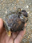 1715 Treasure Fleet Shipwreck Recovered Small Iron Cannonballs Lot Of 5
