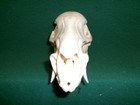 Javalina Peccary Skull Whitetail Crafts Elk Cabin Decor