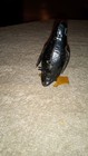 Vintage 1940 s J chein   Co  Tin Litho Wind-up Walking Penguin Toy Works  L  k  
