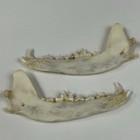 Matching Pair Set  2  Coyote Jaws Real Taxidermy Cleaned Goth Weird Odd  2233