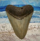 Megalodon Shark Tooth 5 3 16  Sharks Teeth Big Jaw Fossil Real Megladon Serrated