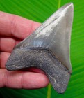 3 45     Megalodon Shark Tooth Real Fossil -  No Restorations  - Georgia  Usa