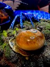 Taxidermy Blue Lobster And Moon Snail Related Marine Crab Shell Fish 