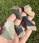 Fossil Megalodon Shark Tooth Lot Group Of Real Shark Teeth Fossils