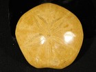 Big  Polished 150 Million Year Old  Sand Dollar Fossil Madagascar 187gr