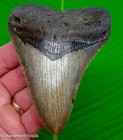Megalodon Shark Tooth 4 40    Real Fossil -  Big  Xl Sharks Teeth No Restoration
