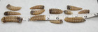 14 Rattlesnake Rattles Tails Taxidermy   Vintage Lot Varied Sizes