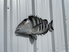 21  Sheepshead Half Mount Fish Replica - In Stock   Ready To Ship