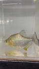 Gold Diamond Piranha 3   -4      Live Piranha Fish  Free Shipping