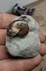 Aturia Angustata Irridescent Cephalopod Nautiloid Fossil Washington State Rare