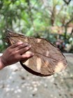 100pcs  l  Indian Almond Catappa Ketapang Leaf Leaves Aquarium Betta Fish Shrimp