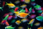 Tetra Glo Pack 6   2pink 2green 2blue  Live Fish Free Shipping