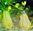 Sprouted Chayote Squash   Edible  vegetable sechium Edul Prolifi Ready To Plant