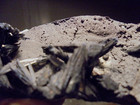 Vivianite In Clam Fossils Crystals   Kerch Peninsula  