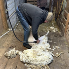 Organic Raw Texel Sheep Wool Locally Sourced Uncleaned Unbleached Unprocessed