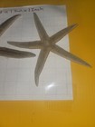 Pair Of Large Starfish