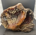 Large Florida Agatized Botryoidal Coral Geode Natural Display Specimen