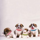 Ttsam 15 Pcs Puppy Id Collars 15 Colors Puppy Whelping Collars Double-sided