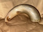 Polished Decorative Ram Horn 8   