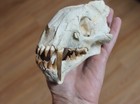 Replica Fossil Hoplophoneus Skull Eocene Oligocene Saber Tooth Cat