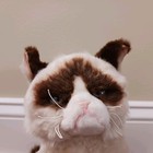Grumpy Cat Gund Plush Tan Brown W  Grey Eyes Stuffed Animal 10  Siamese