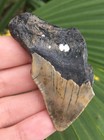 Natural Beautiful 2 41    Megalodon Tooth Fossil Shark Teeth
