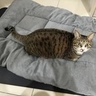 Plush Pet Bed Mat For Dogs   Cats Thick Soft Washable Cushion Sofa