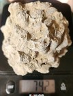 Vintage Brachiopod Fossil Limestone 142g Marine Fossil Shell Specimen 3 5 