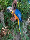 Blue And Yellow Macaw Parrot Hand-crafted Wooden Hanging Statue 17 in 