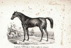 Horse English Pure Blood Hunter Rare Antique 1840s Fine Copper Engraving Print