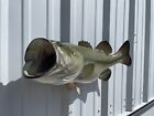 25  Largemouth Bass Left Two Sided Fish Mount Replica - Quick Production