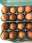  24  Brown Blown Eggshells         free Ship   For Pysanky  Painting  Party Games