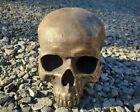 Antiqued Golden Skull Statue  Human Skull Replica  Halloween Skull  Gothic Decor